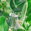 PlantClips - Wiederverwendbare Pflanzenstützen Und Festsetzung Clips
