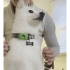 DogCatFri™ Anti-FleaPendant 1+1 GRATIS: Anti-Zecken-Anti-Floh-Anhängerschutz