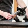 DogCatFri™ PetComb 1+1 GRATIS: Elektrischer Tierkamm zur Fellpflege