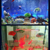 Ledsen™ GlowBubble: LED-Aquarium Bunt Leuchtend Blasen Licht